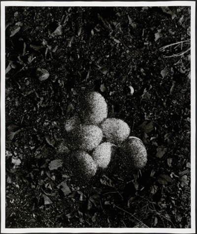 11 Eggs