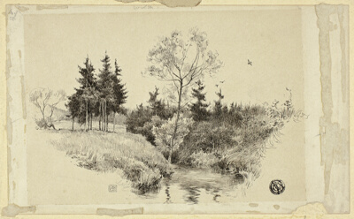 Brook in Forest