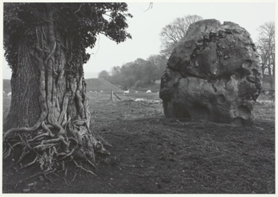 Stone and Tree