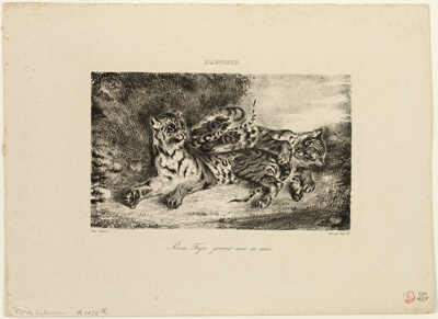 Young Tiger Playing with Its Mother