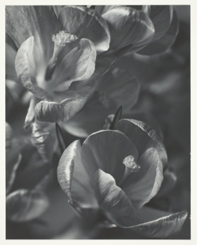 Crocus