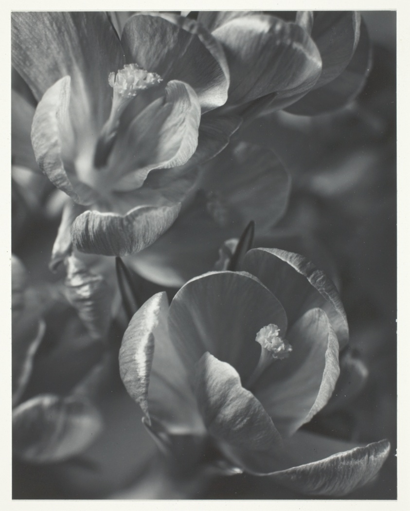 Crocus