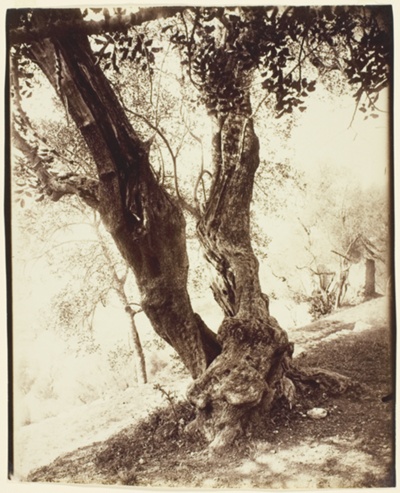 Olivier, Nice (Olive Tree, Nice)