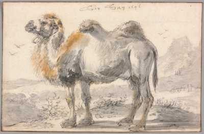 A Camel