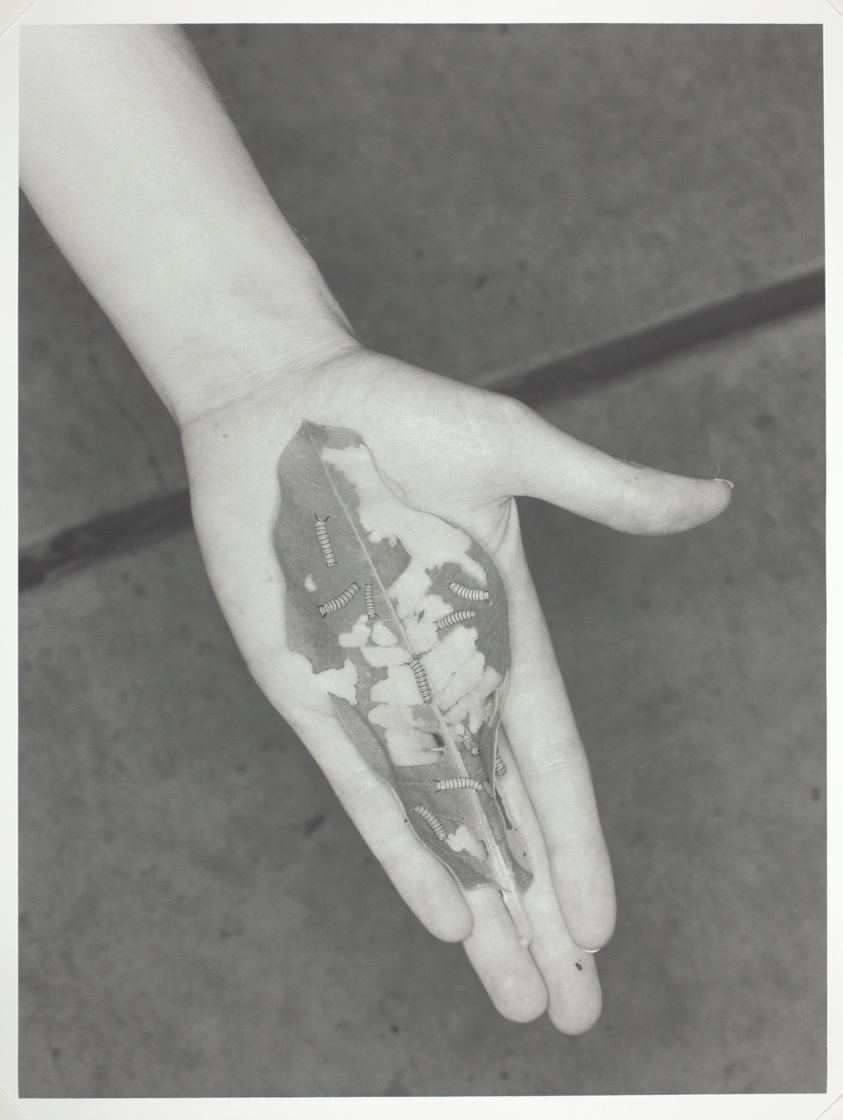 Leaf/Hand