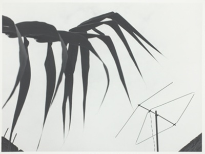 Reed and Television (Carrizo y Tele)