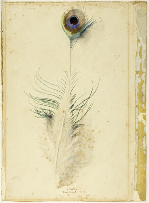 Peacock Feather