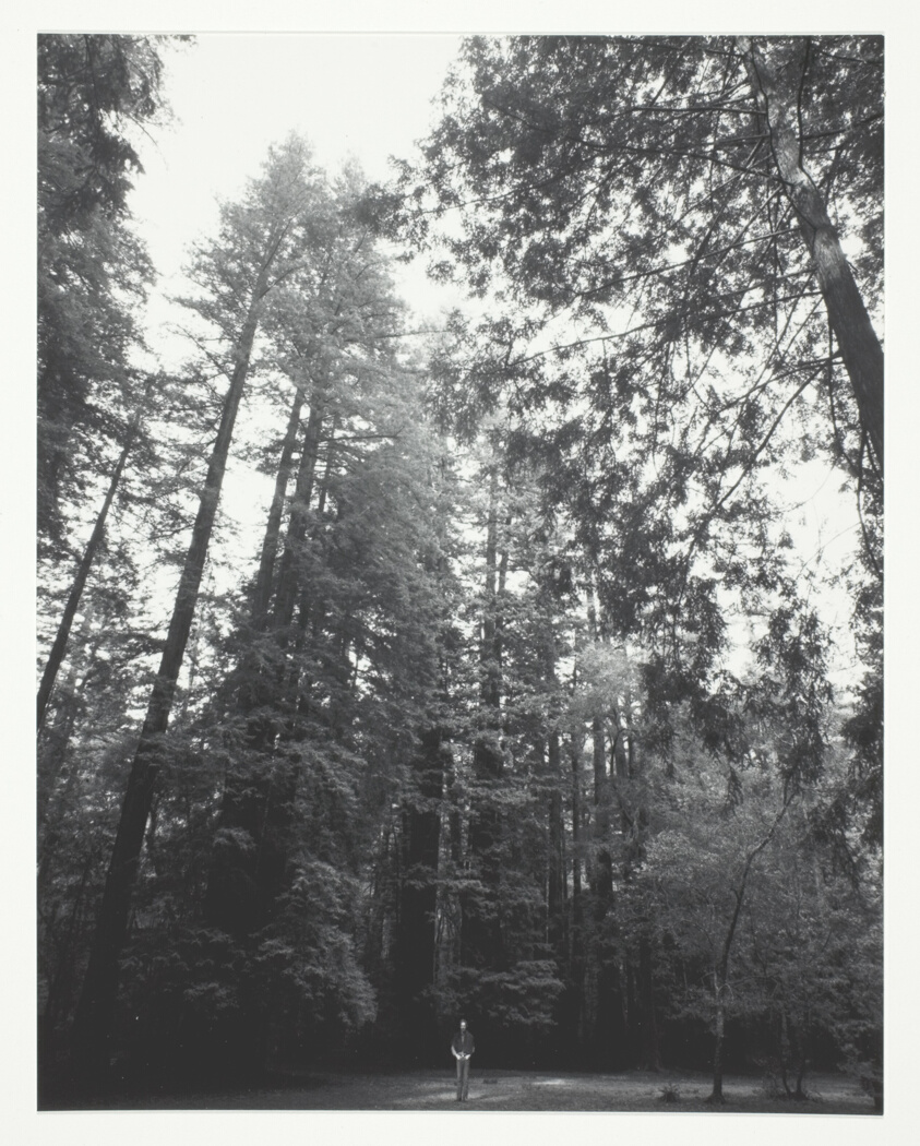 Portrait of the Artist as a Young Tree