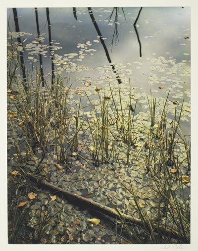 Pond with Water Lily Leaves, New Hampshire