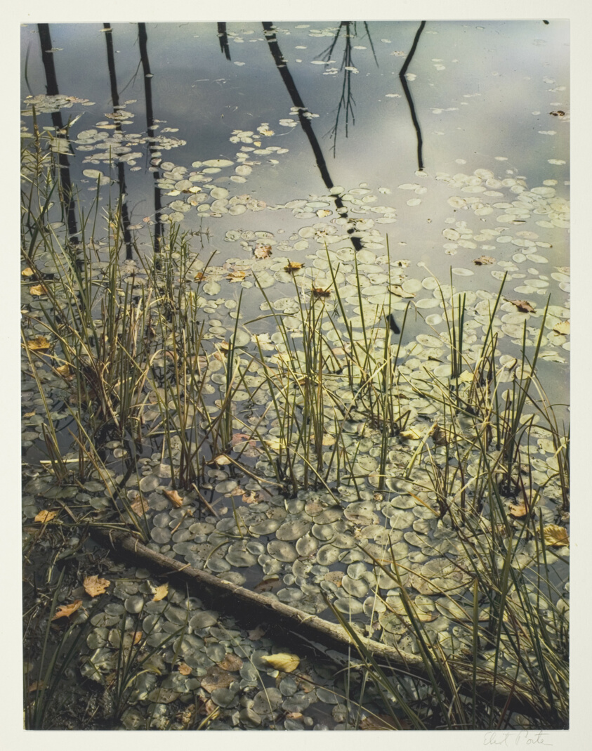 Pond with Water Lily Leaves, New Hampshire