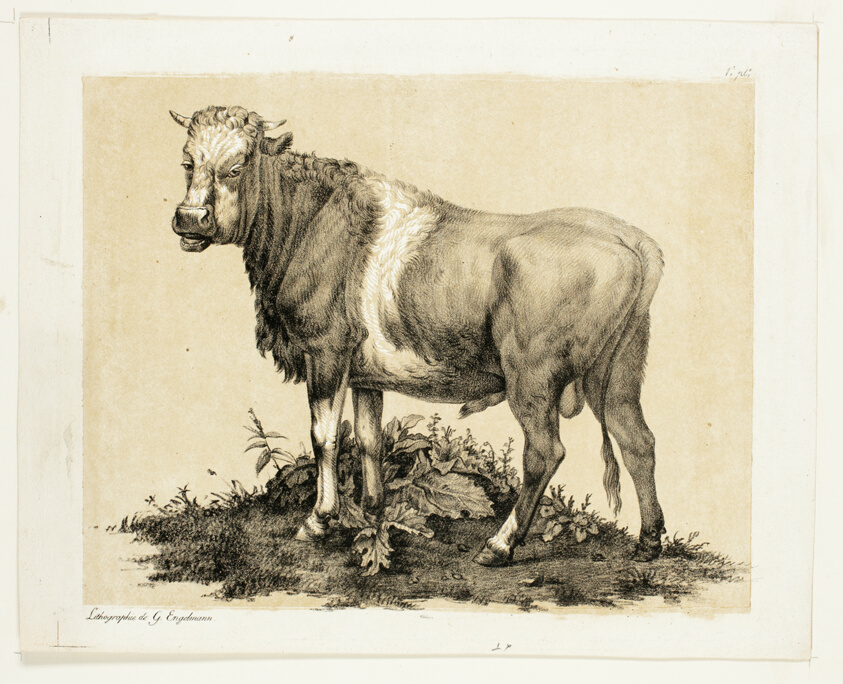 The Bull
