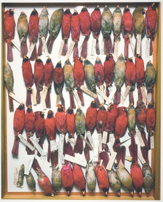Field Museum, Drawer of Northern Cardinals, Various Dates