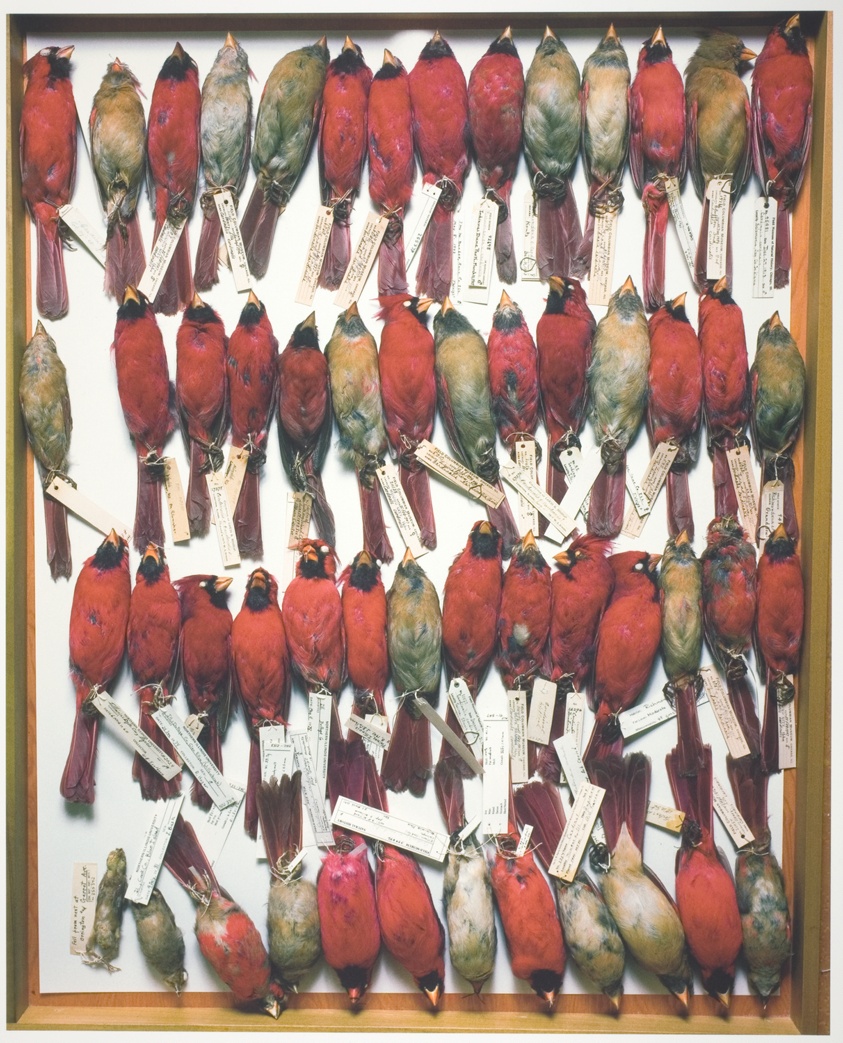 Field Museum, Drawer of Northern Cardinals, Various Dates