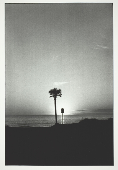 Tree and Sign, Panama City, U.S.A.