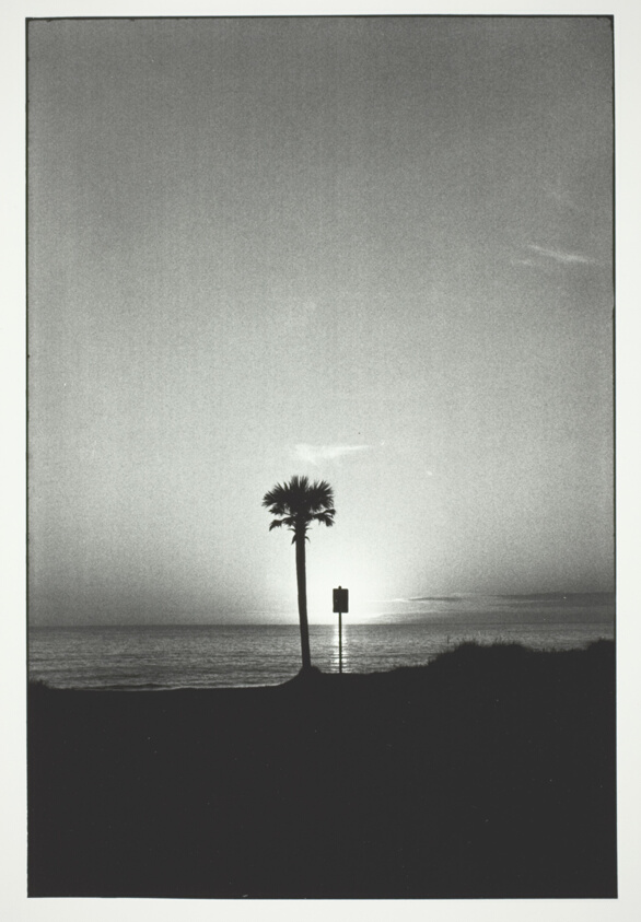 Tree and Sign, Panama City, U.S.A.