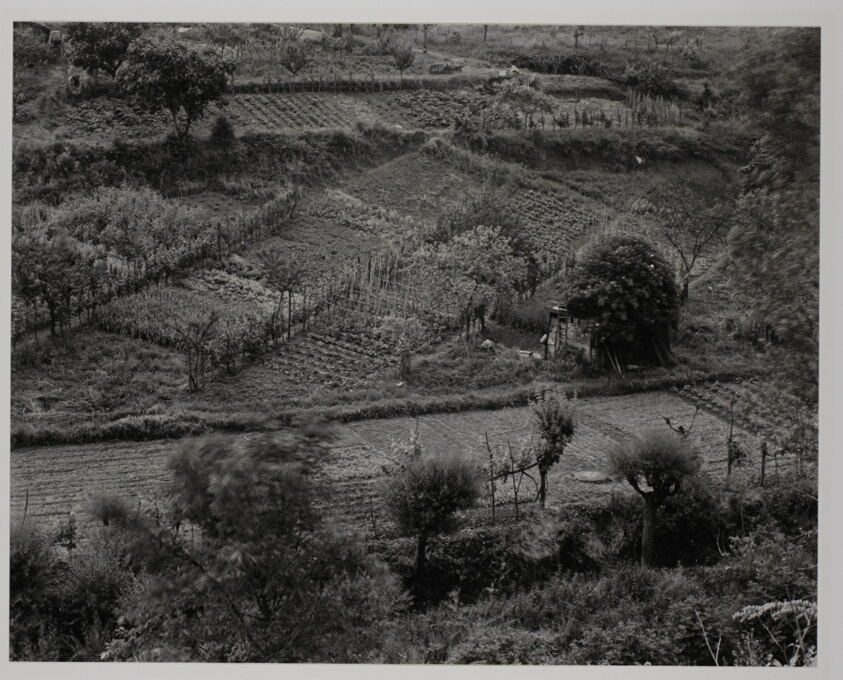#29, Garden, Sienna, Italy
