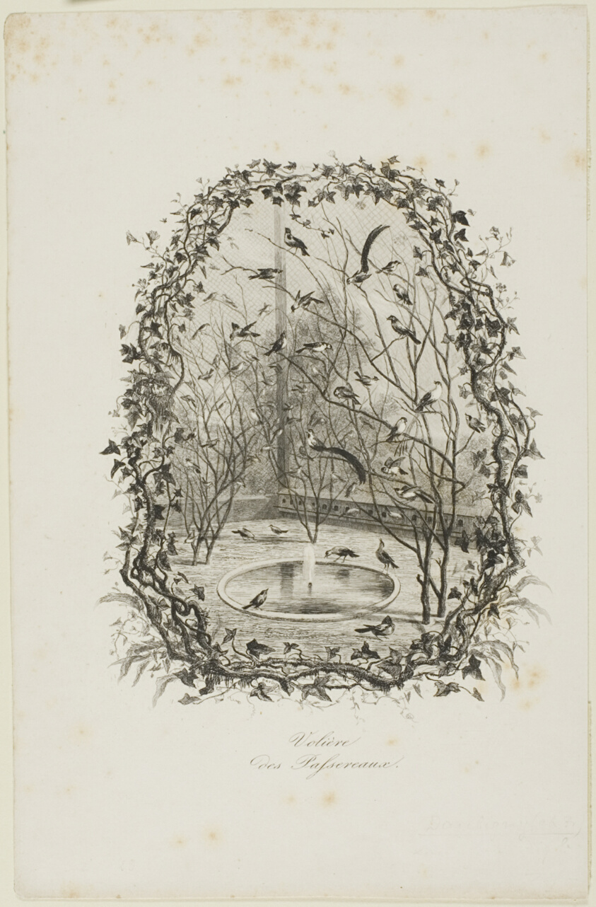 The Sparrow Aviary