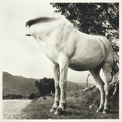 White Horse, Donegal, Ireland