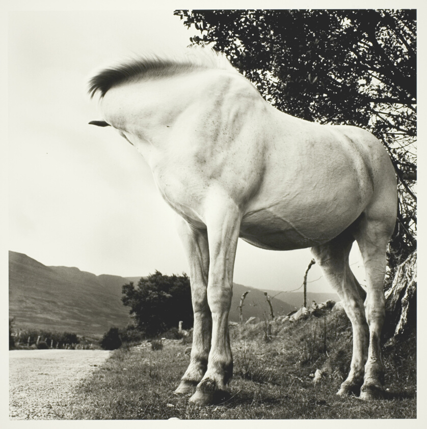 White Horse, Donegal, Ireland