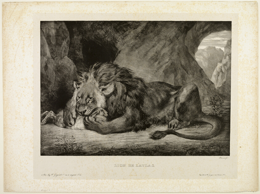 Lion of the Atlas Mountains