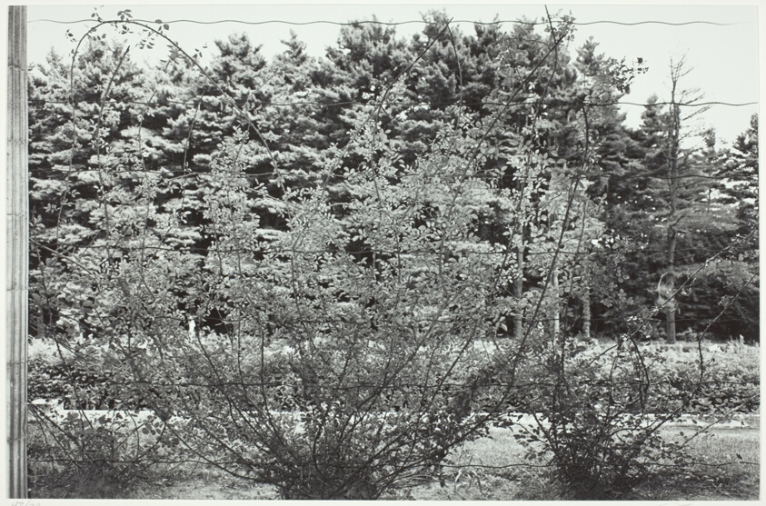 Climbing Rose Vines, Saratoga Springs, New York