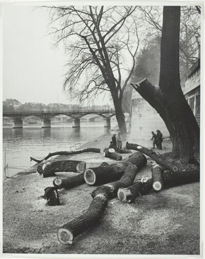 The Tree, Paris