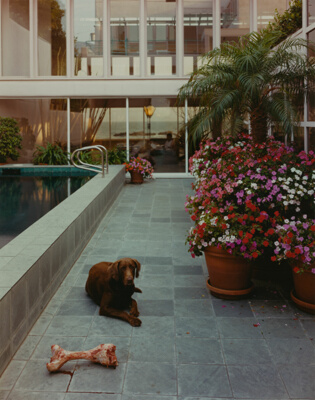 "Strudel" with a Large Bone, Malibu, California, from the series "Stranger Passing"