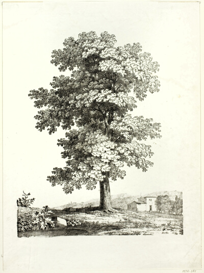 Study of a Tree