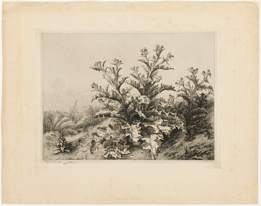 The Large Thistle, plate three from Les quatres grandes plantes