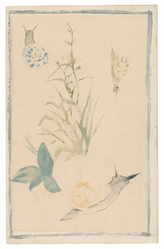 Sketches of Snails, Flowering Plant