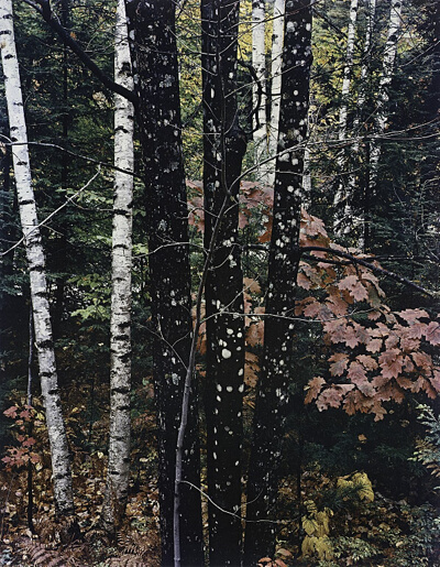 Maple and Birch Trunks and Oak Leaves, Passaconaway, New Hampshire