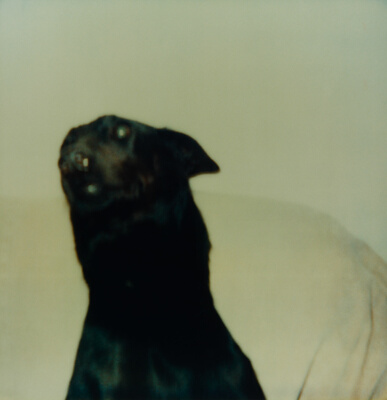 Rising Dog