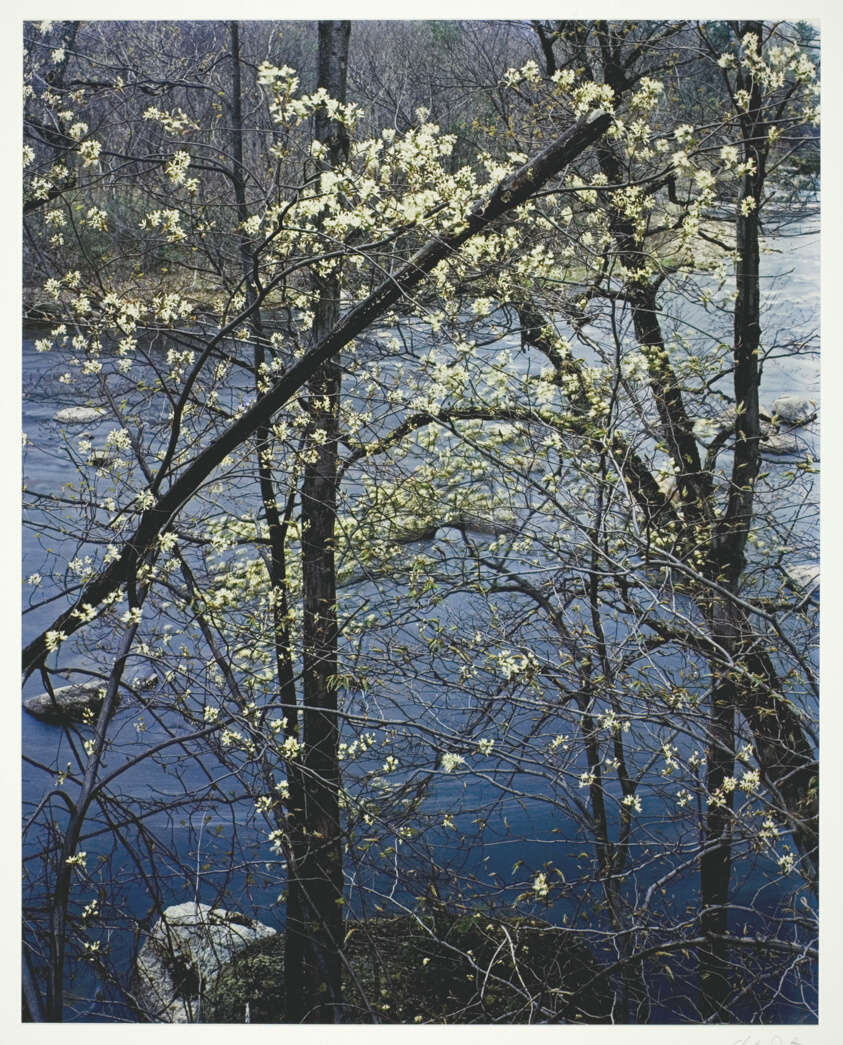Shadbush, Near Hillsborough, New Hampshire