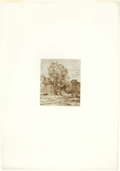 The Cow Pasture