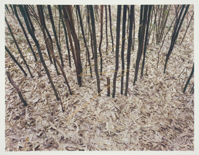Bamboo Lightning, Penland, North Carolina