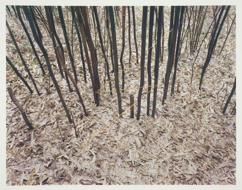 Bamboo Lightning, Penland, North Carolina