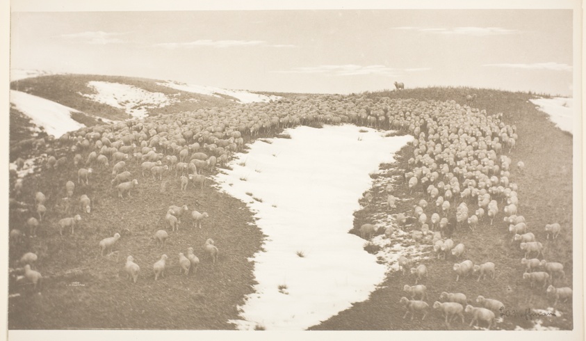 Sheep Standing in Snow