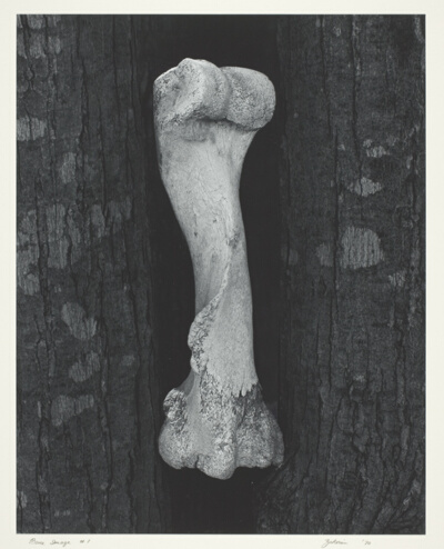 Bone Image #1
