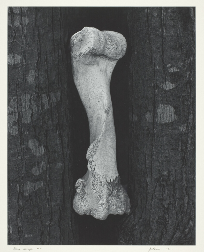 Bone Image #1