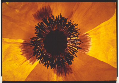 Poppies #24