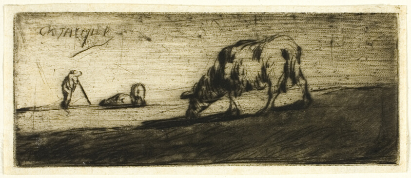 A Sheep Grazing
