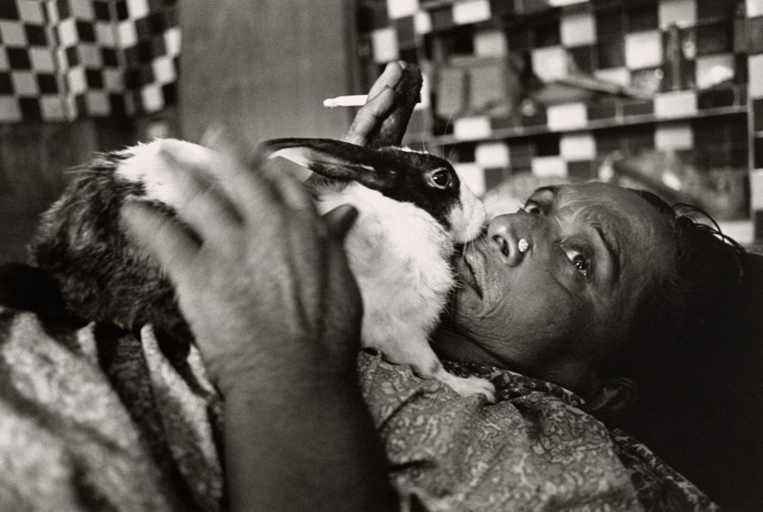 My rabbit Moti (Pearl) that the cats ate up a few days later, from the series "Myself Mona Ahmed"