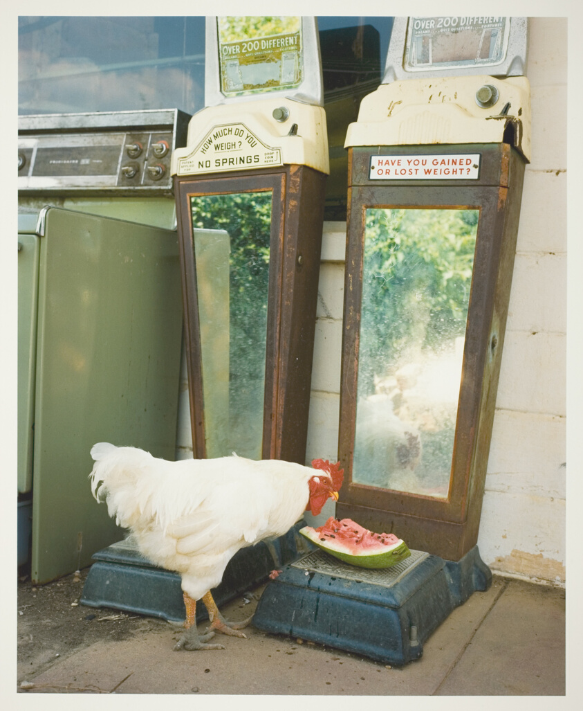Rooster at Whispering Pines, Lowndes County, Mississippi