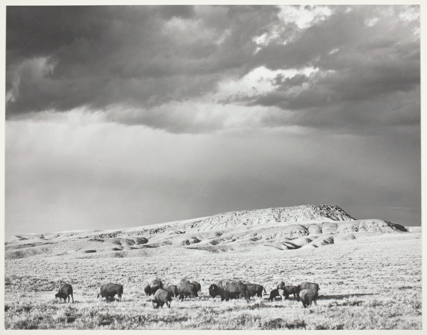 Buffalo, Thermopolis, Wyoming