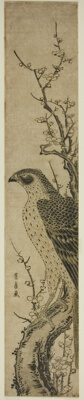 Hawk on a Cherry Tree