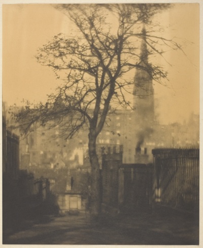 A Tree in Greyfriars Churchyard, Edinburgh