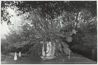Potted Fern, Mariposa, California