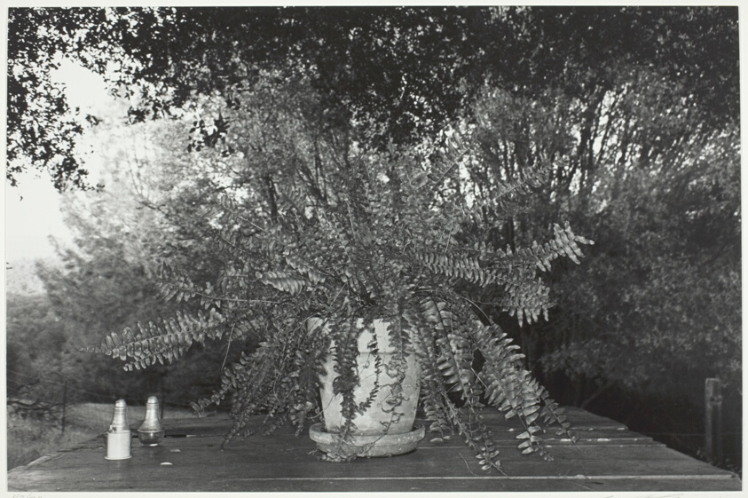Potted Fern, Mariposa, California