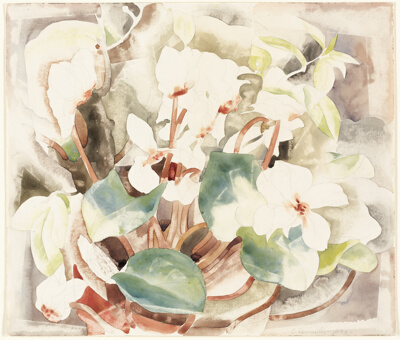 Flowers (Cyclamen)