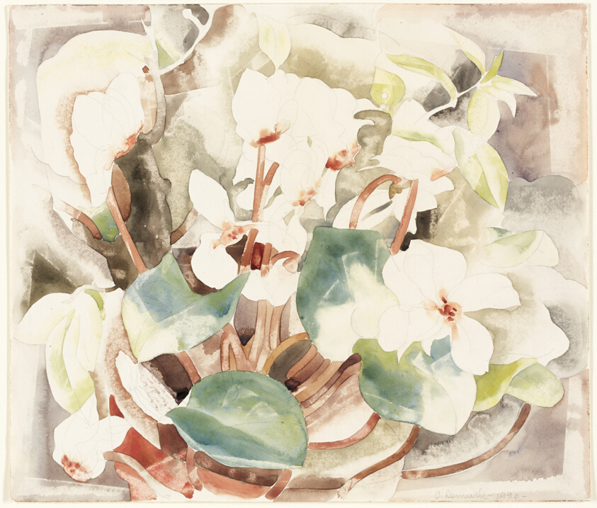 Flowers (Cyclamen)